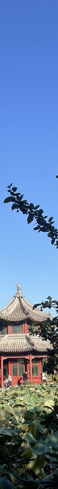 古莲花池-保定-YoYo_7I1K1Q0D