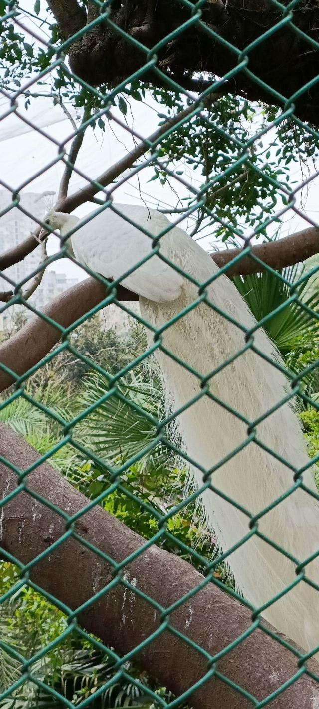 重庆动物园旅行图片 9