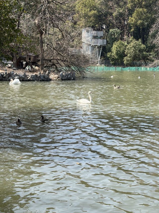 上海动物园旅行图片 5
