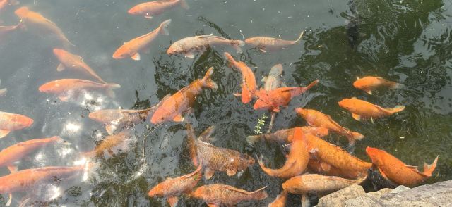 北海公园旅行图片 1