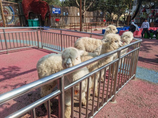 音乐·百花谷旅行图片 8