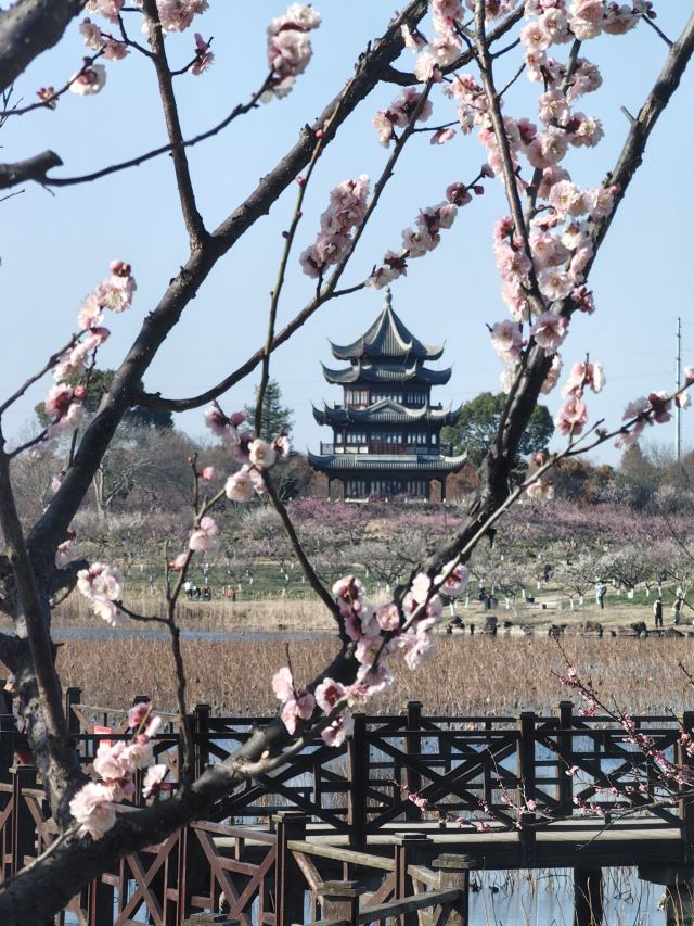 上海海湾国家森林公园旅行图片 6
