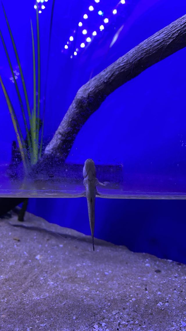 上海海洋水族馆旅行图片 1