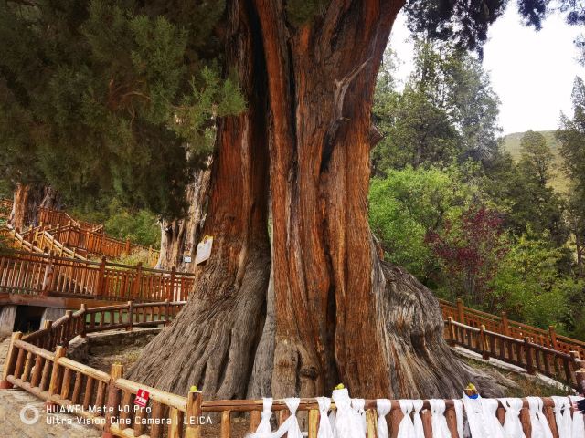 世界柏树王园林风景区旅行图片 7