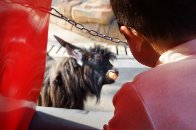 皖南野生动物园旅行图片 3