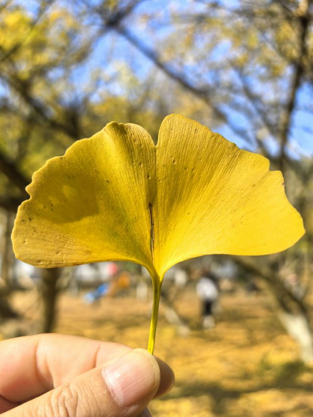 南雄帽子峰旅游景区旅行图片 1