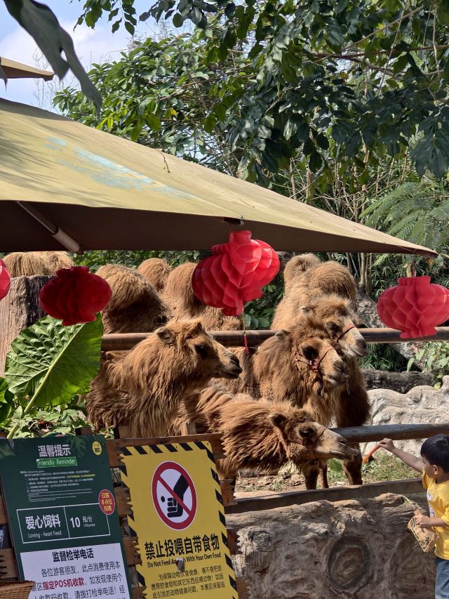 海南热带野生动植物园旅行图片 3
