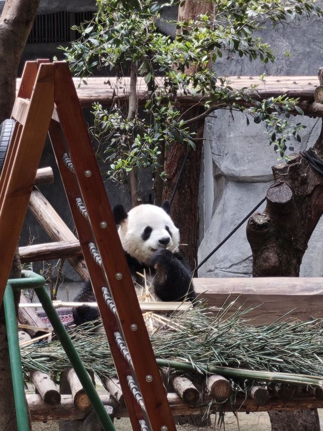 重庆动物园旅行图片 3