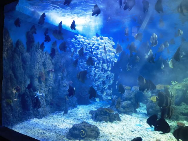 广汉海昌海洋探索馆旅行图片 3