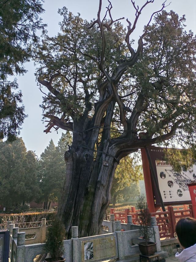 岱庙旅行图片 1