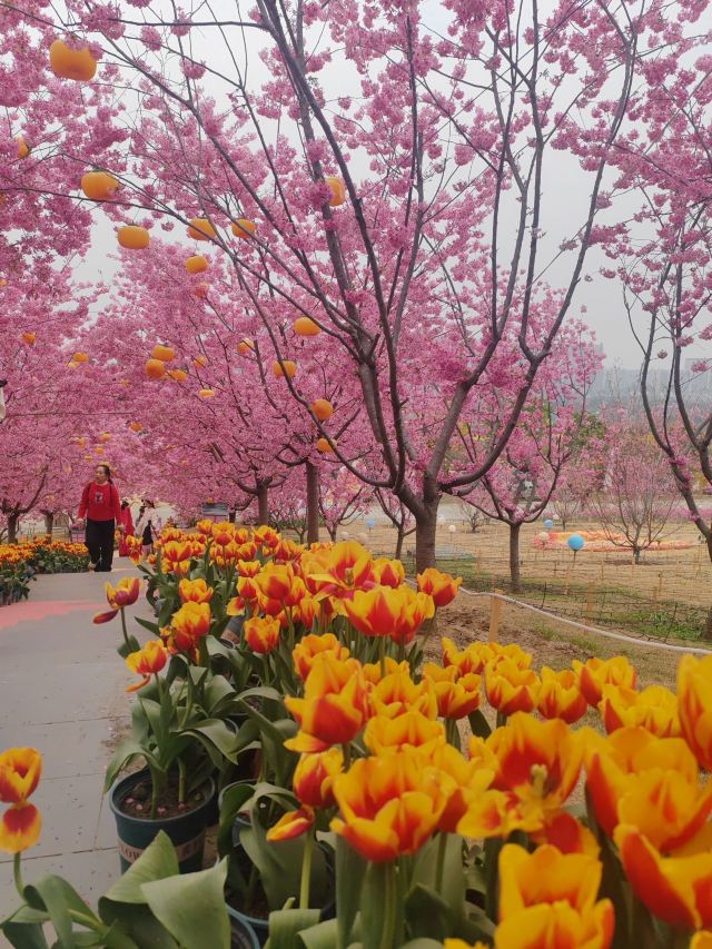 音乐·百花谷旅行图片 8