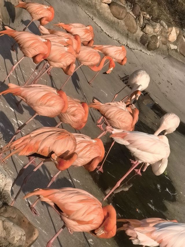 湖南常德野生动物世界旅行图片 1