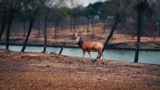 中华麋鹿园旅行图片 7