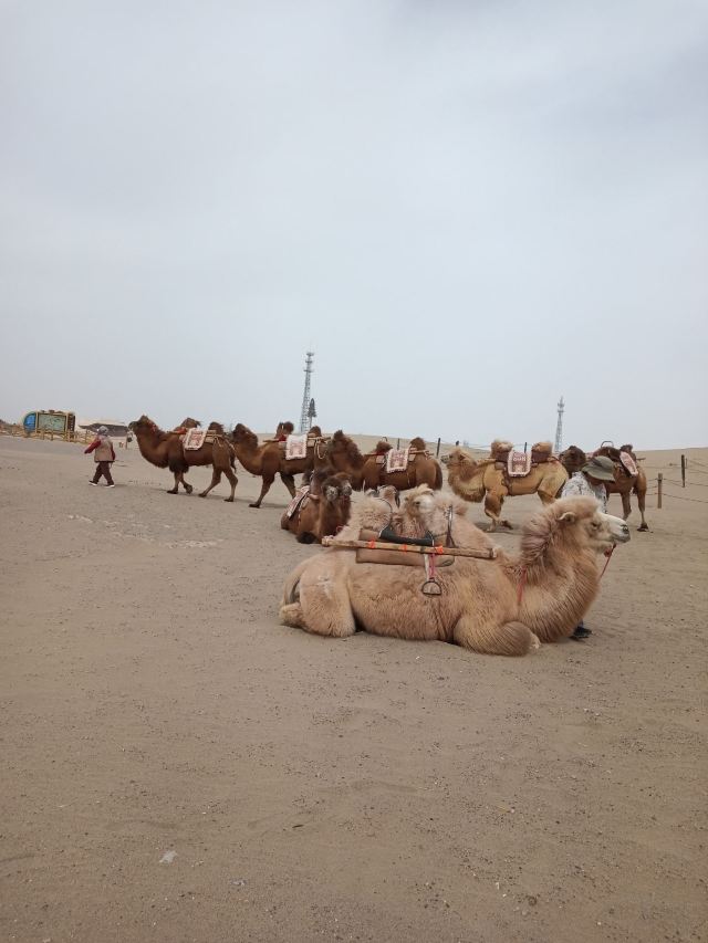 鸣沙山月牙泉旅行图片 2