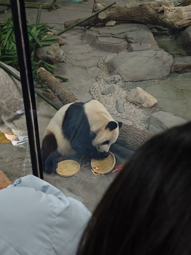 太阳岛大熊猫馆旅行图片 2