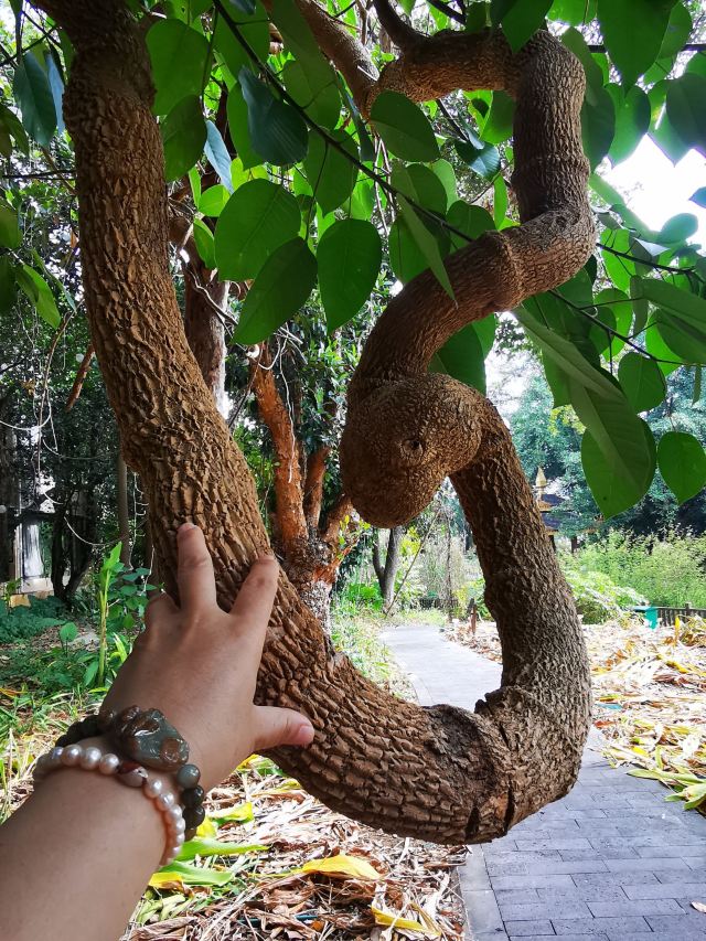 西双版纳南药园旅行图片 5