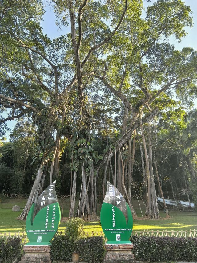 西双版纳独树成林景区旅行图片 2