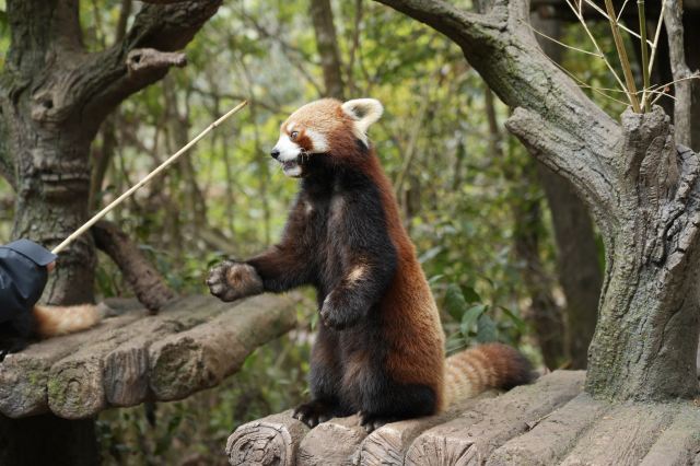 普洱太阳河森林公园旅行图片 3