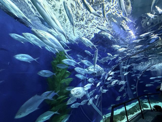 上海海洋水族馆旅行图片 2