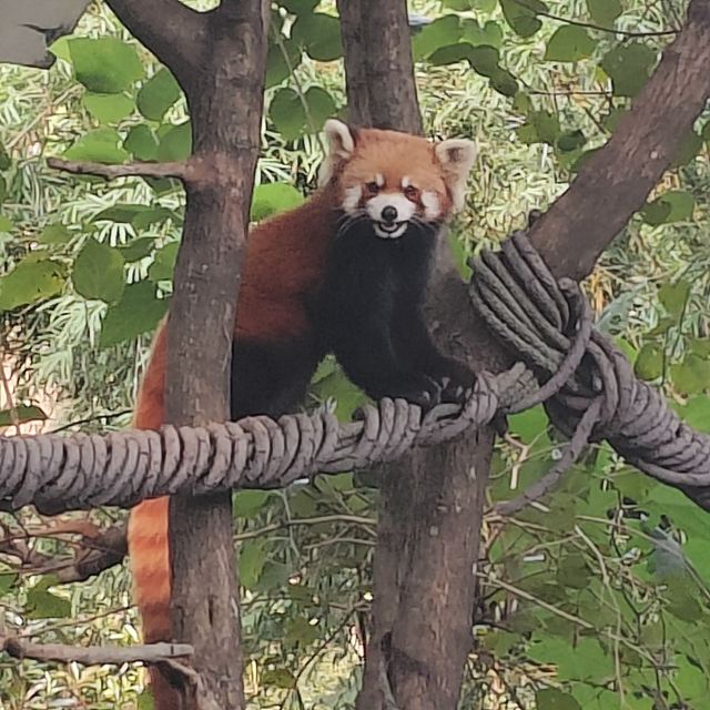 上海动物园旅行图片 3
