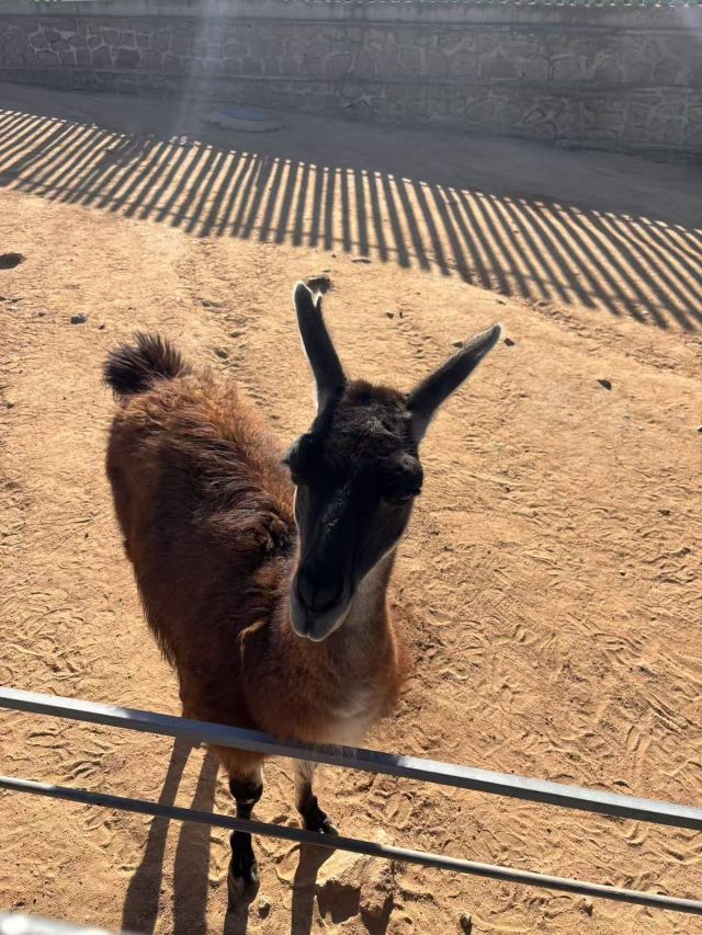 西霞口神雕山野生动物世界奇遇乐园旅行图片 5