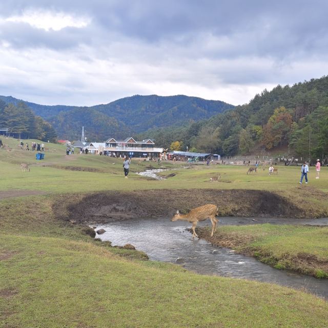 飞泷金山鹿苑旅行图片 2