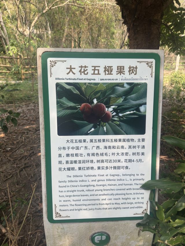 野象谷景区旅行图片 2