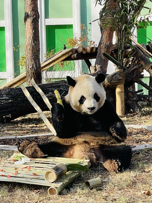 太阳岛大熊猫馆旅行图片 1