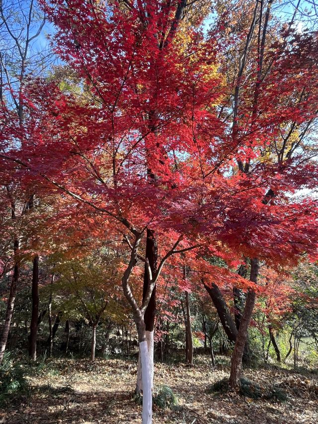 栖霞山风景名胜区旅行图片 2