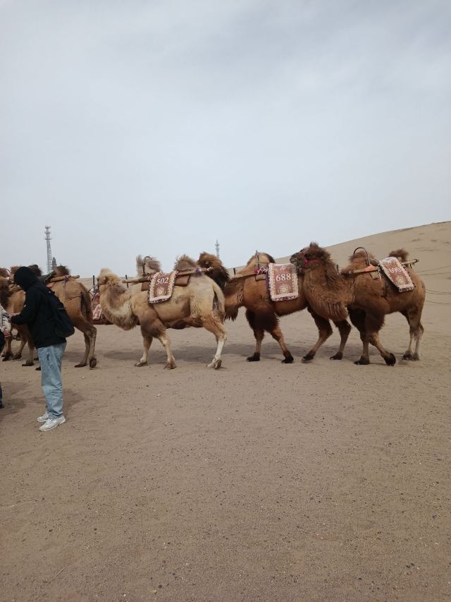 鸣沙山月牙泉旅行图片 3