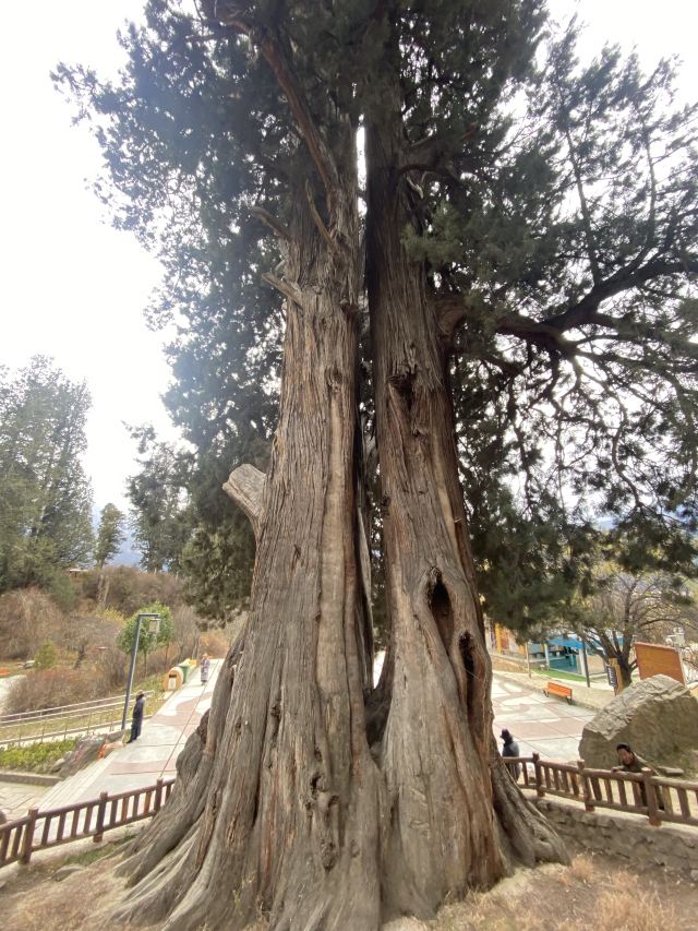 世界柏树王园林风景区旅行图片 4