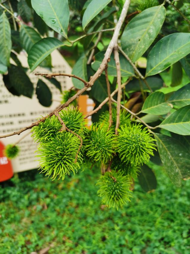 七仙岭全球热带水果博览中心旅行图片 9