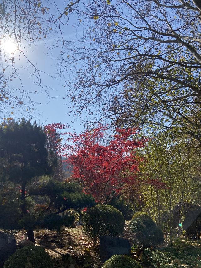 棒棰岛旅行图片 9