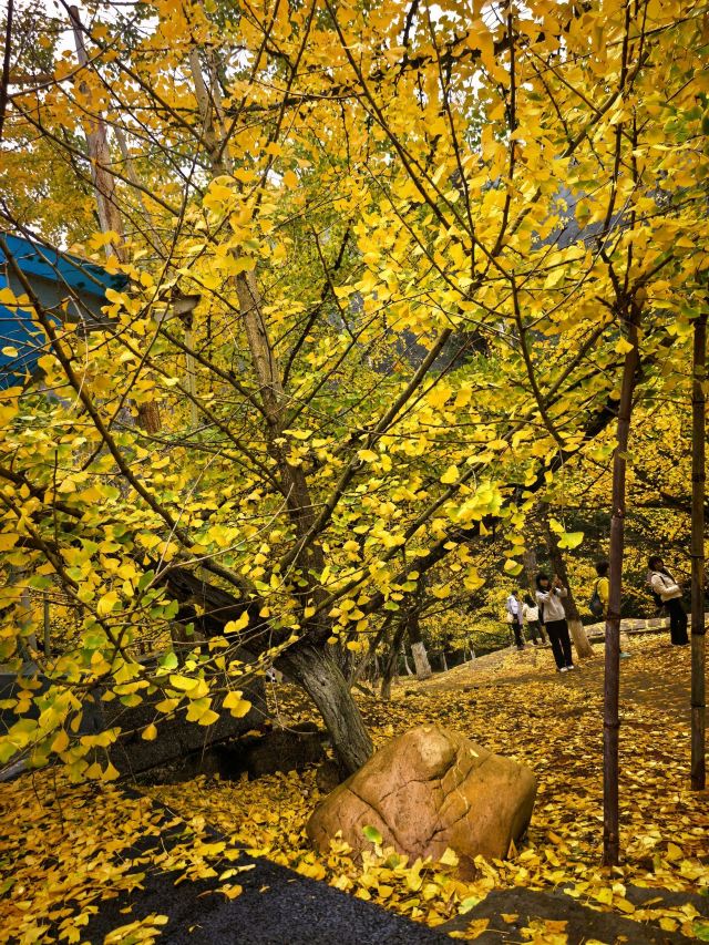 南雄帽子峰旅游景区旅行图片 6