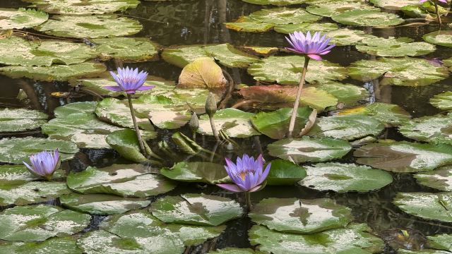 曼听御花园景区旅行图片 1