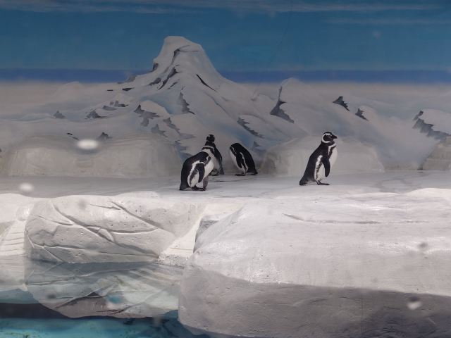 上海海洋水族馆旅行图片 2