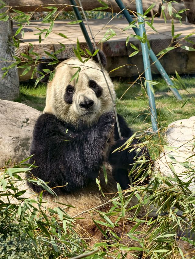 温州动物园旅行图片 2