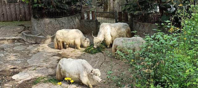 重庆动物园旅行图片 5