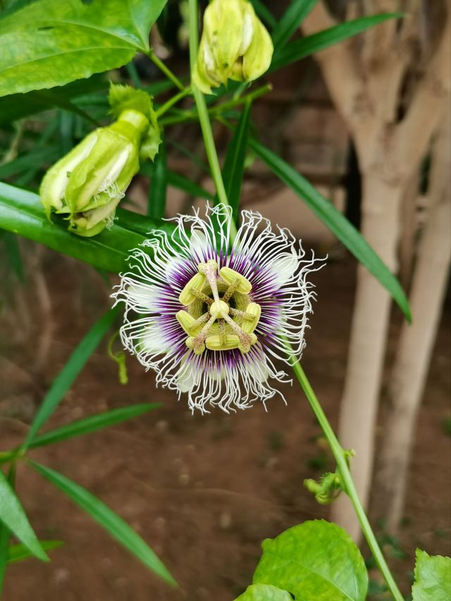 石家庄植物园旅行图片 5