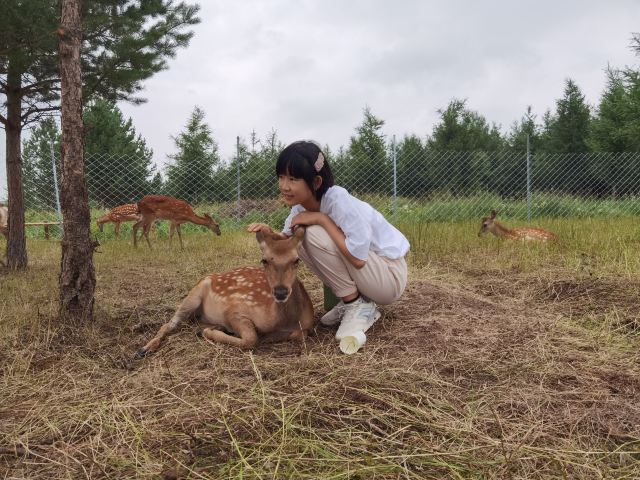 乌兰布统达瓦鄂温克驯鹿部落旅行图片 4