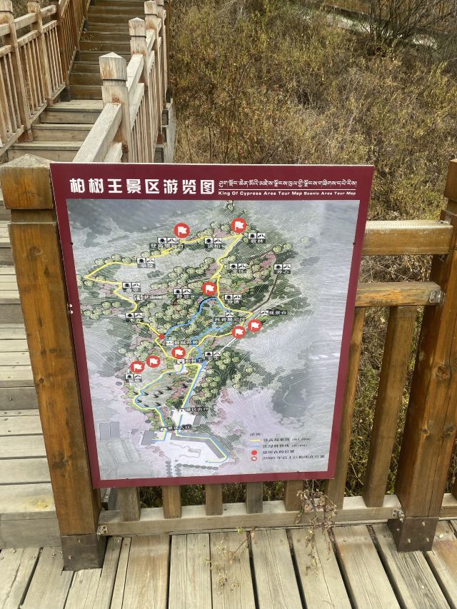 世界柏树王园林风景区旅行图片 9