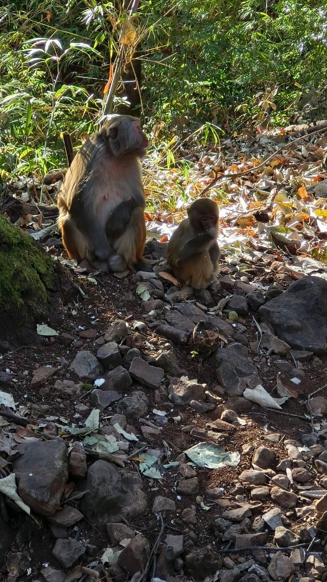 鸡足山旅行图片 4