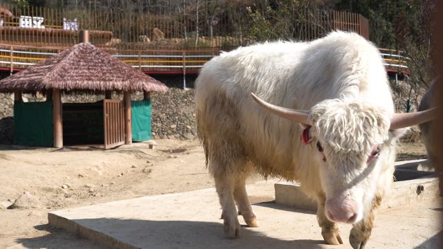 江西野狼谷景区旅行图片 9