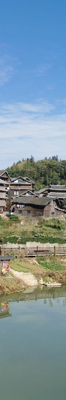 程阳八寨-三江-梧桐🌸开