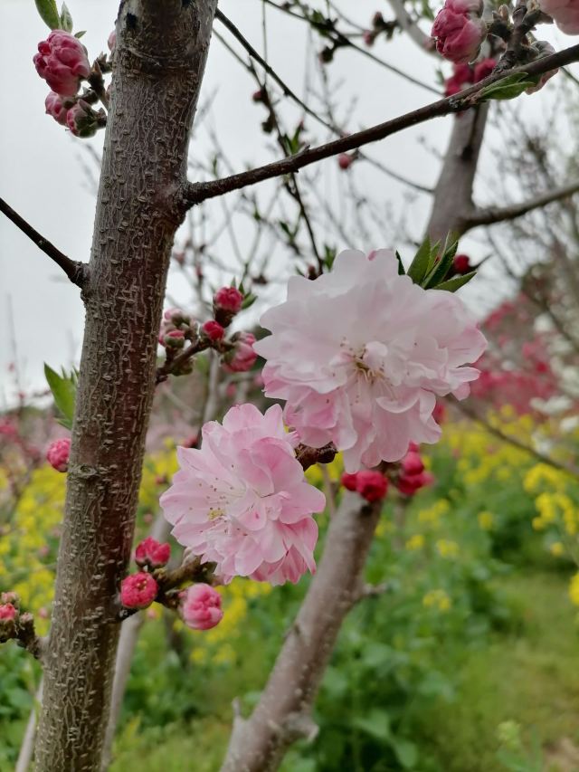 上海南汇桃花村旅行图片 3