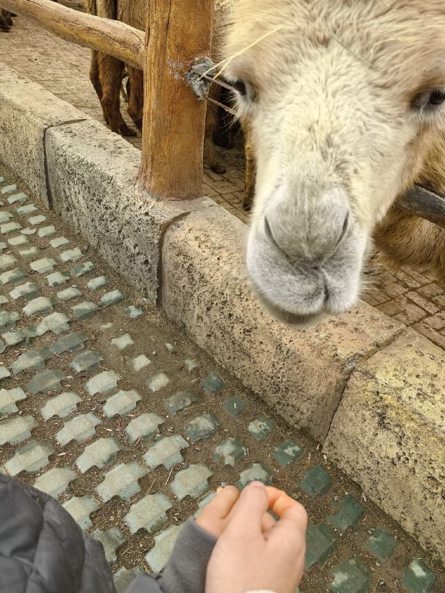 徐州九顶山野生动物园旅行图片 2