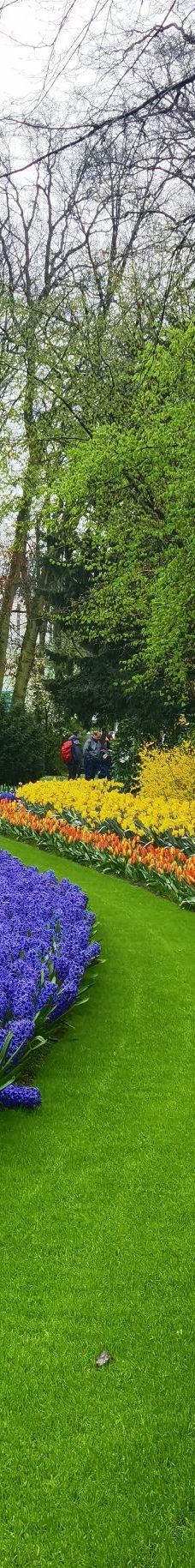 库肯霍夫公园-利瑟-YoYo_5O4G6F1P