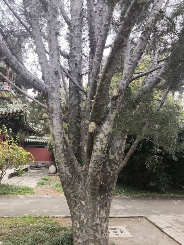 北海公园旅行图片 6
