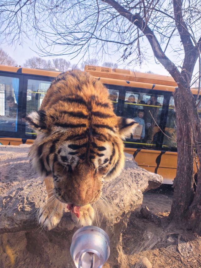 哈尔滨极地公园旅行图片 5