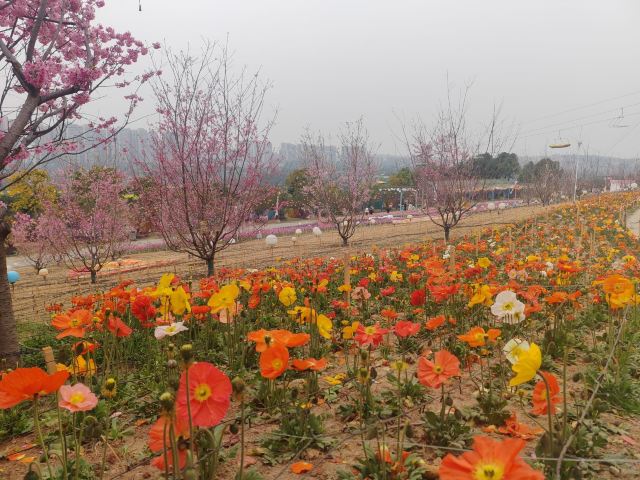 音乐·百花谷旅行图片 6